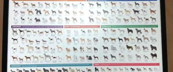 Framed Dog Breeds Poster!