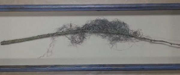 Framed Tree Limb!  (You Read That Correctly) MADE in the USA